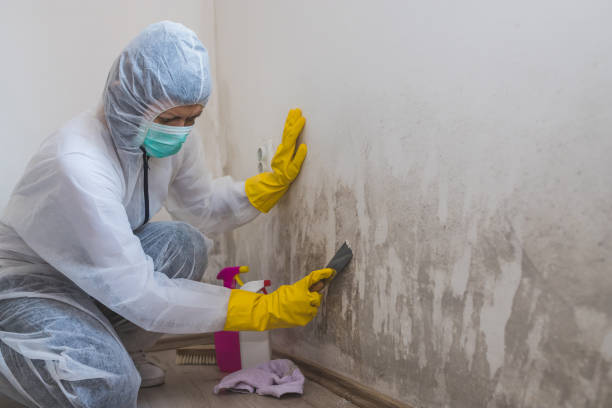 Best Mold Cleaning Services  in North Aurora, IL