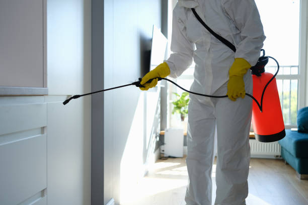 Office Mold Removal Services in North Aurora, IL