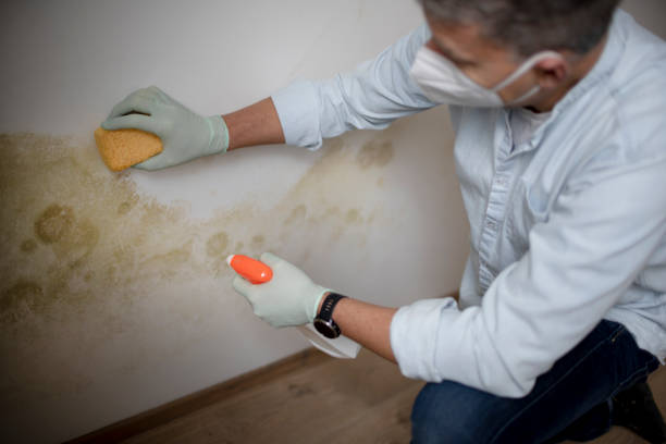 Best Mold Removal Company Near Me  in North Aurora, IL