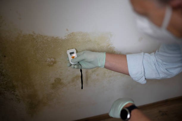 Best Residential Mold Removal  in North Aurora, IL