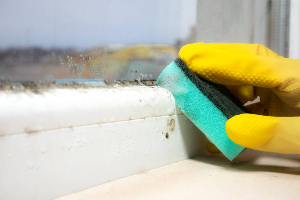 Best Commercial Mold Removal  in North Aurora, IL