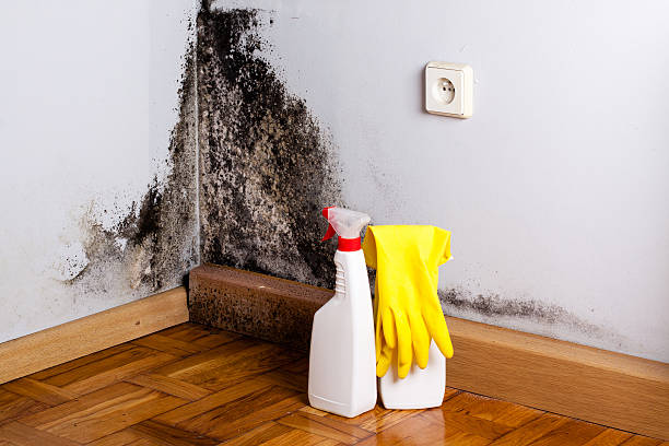 Best Local Mold Removal Service  in North Aurora, IL